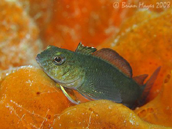 A Variable Triplefin (Forsterygion varium) resting on a b... by Brian Mayes 